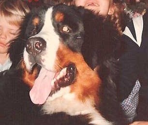 Bonzo v�r f�rste berner