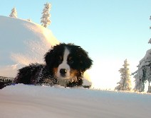 Ozzy_10uker