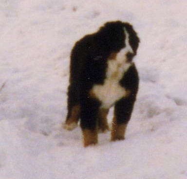 Champion - hanne - vinner