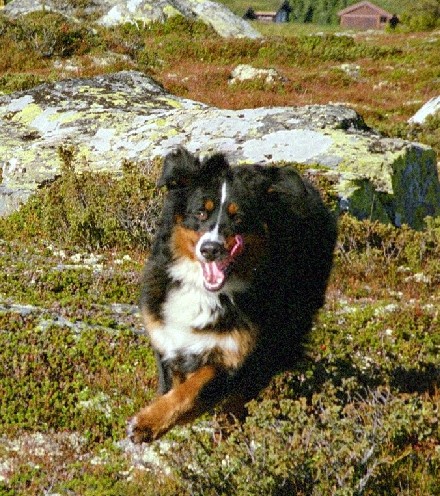 Shika h�sten 2003