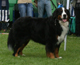 20070811_ozzy_2